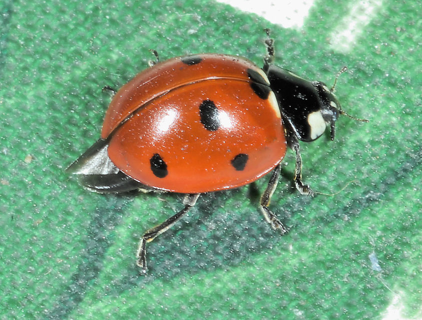 Coccinella infreddolita.....